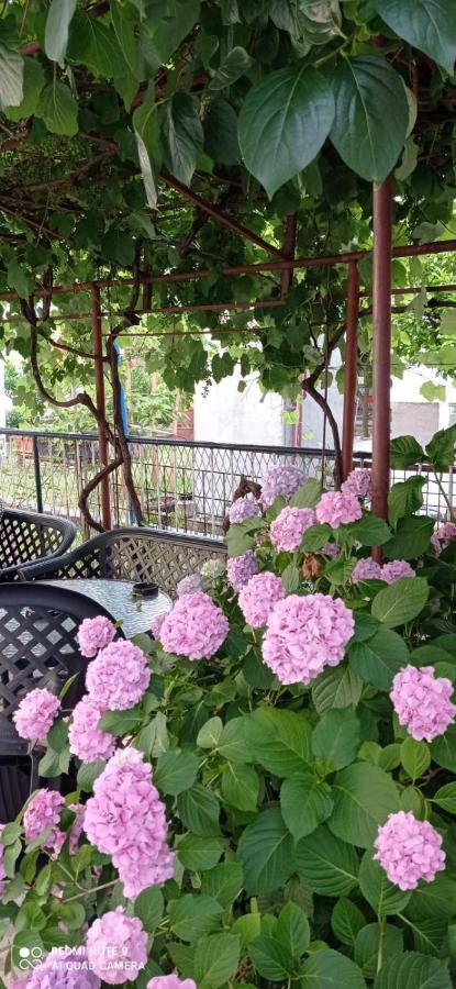 Apartments Beba Zalad Сутоморе Экстерьер фото